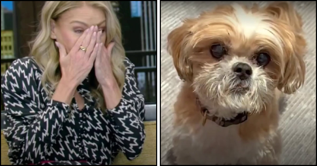 Kelly Ripa Says Goodbye to Her Loyal Companion of 17-Years, Chewie