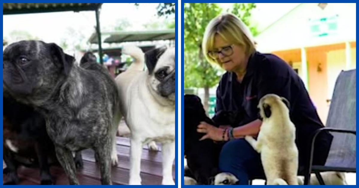 Woman Gives Over 2,500 Pugs a Second Chance at Life