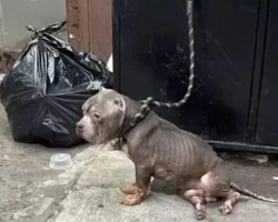 Abandoned and burned pit bull transforms after rescuers step in