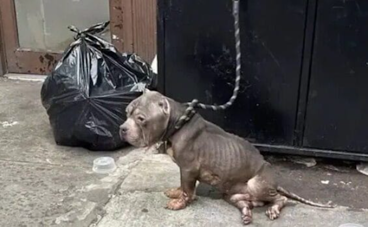 Abandoned and burned pit bull transforms after rescuers step in