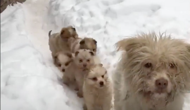 Hungry Puppies Gather in the Snow, Pleading with Rescuers for Food