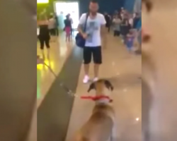 Dog Suddenly Stops And ‘Stares’ At The Owner He Hasn’t Seen In 3-Years