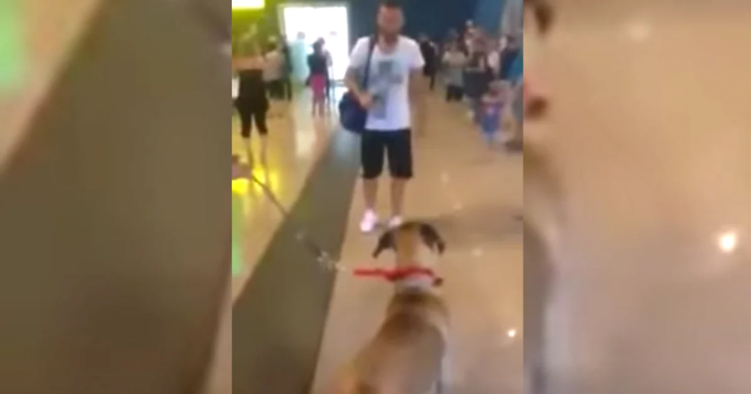 Dog Suddenly Stops And ‘Stares’ At The Owner He Hasn’t Seen In 3-Years