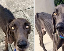 Starving dog eats sticks and rocks to survive, before viral post helps him escape death