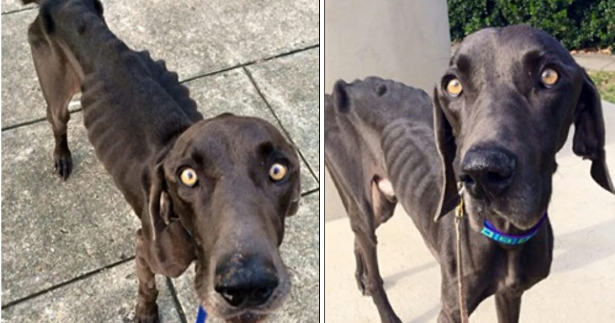Starving dog eats sticks and rocks to survive, before viral post helps him escape death