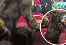 Horrifying moment massive 600lb circus bear attacks its owner