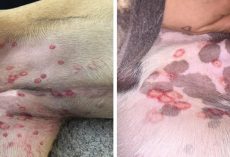 Vet reveals why red bites are appearing on dogs’ stomachs