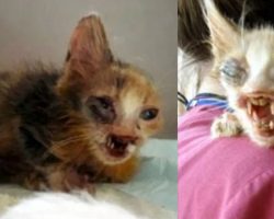 7-year-old girl saved kitten that adults were too terrified to even look at