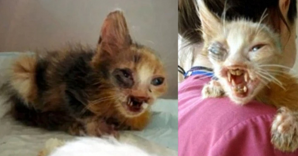 7-year-old girl saved kitten that adults were too terrified to even look at