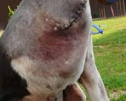 Perplexing picture of ‘headless’ dog leaves people baffled