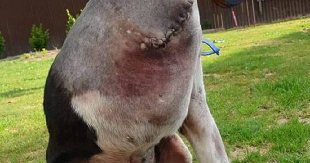 Perplexing picture of ‘headless’ dog leaves people baffled