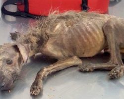 Starving puppy abandoned on streets to die, kind stranger fight all odds to save him