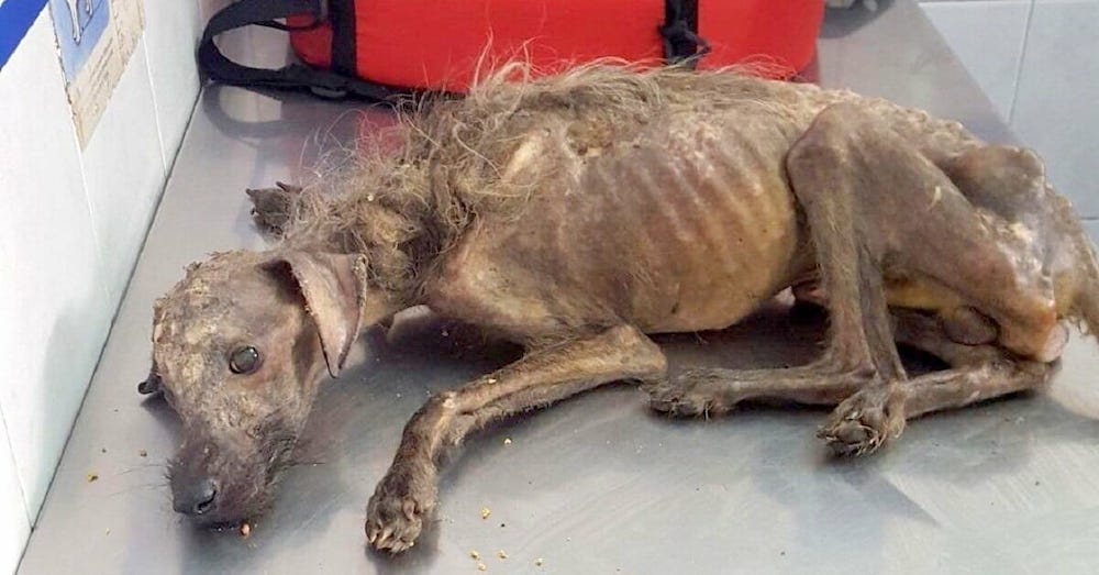 Starving puppy abandoned on streets to die, kind stranger fight all odds to save him