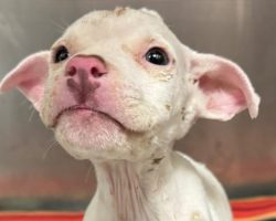 Meet Beetlejuice: The tiny fighter who refuses to give up