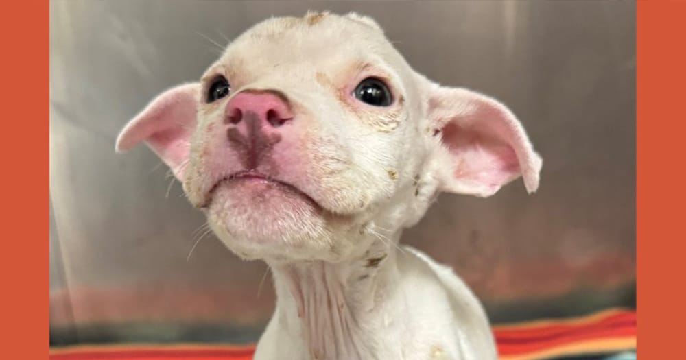 Meet Beetlejuice: The tiny fighter who refuses to give up