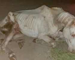 The incredible rescue of River: A horse given a second chance