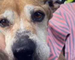 Heartbroken Senior Dog Waits for Owner Who Will Never Return, Until a Rescuer Changes Everything