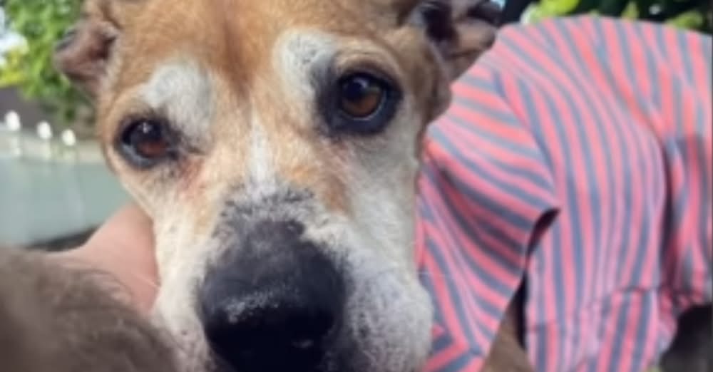 Heartbroken Senior Dog Waits for Owner Who Will Never Return, Until a Rescuer Changes Everything