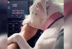 Dog’s Emotional Thank You To Rescuer As They Drive Away Together