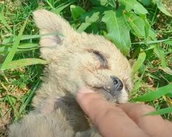Guy Walking To Car Pets Lonely Stray, Contemplates Scooping Him Up
