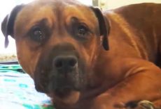 Dog’s Tears After Owners Leave Him At Crowded Shelter