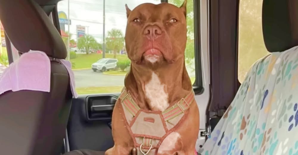 Woman’s Afraid Of The Dog She Adopted But Still Brings Him Home