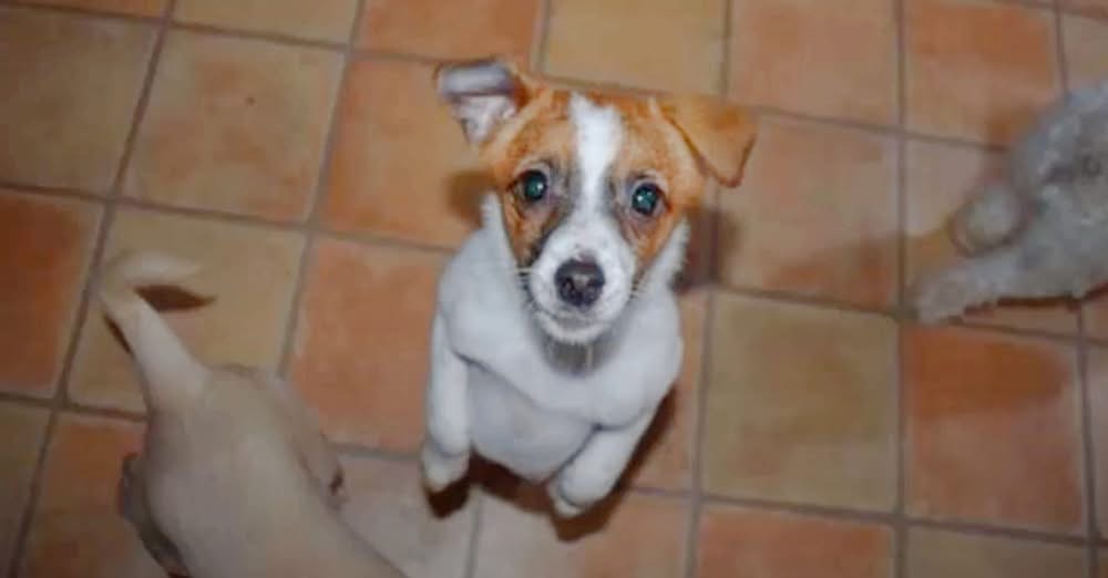 Man Drove Back To Puppy Whose ‘Pitiful’ Face Haunted Him All Day