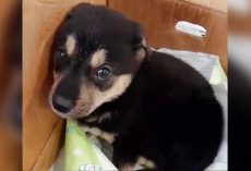 Owner Broke Puppy’s Spirit, But He Found a Home That Fixed It