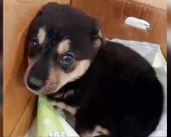 Owner Broke Puppy’s Spirit, But He Found a Home That Fixed It