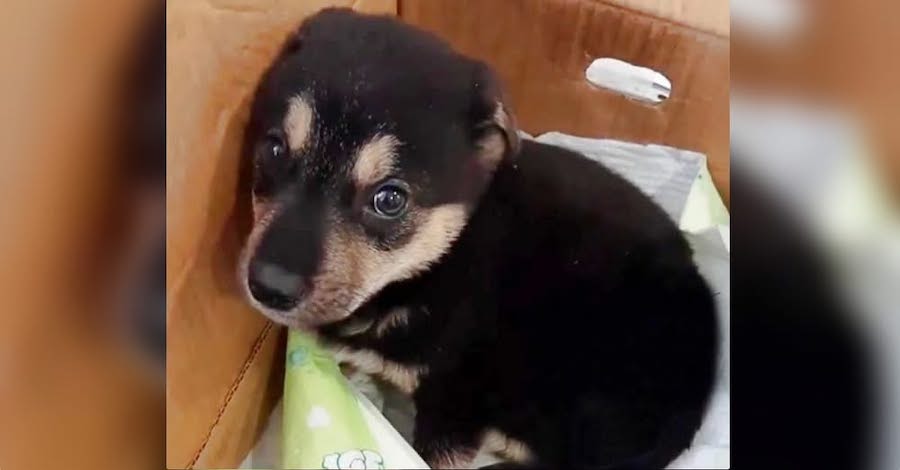 Owner Broke Puppy’s Spirit, But He Found a Home That Fixed It