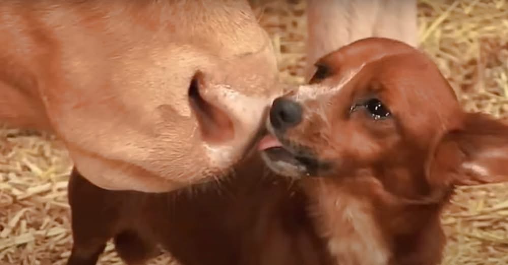 Orphan Puppy Raised By ‘Mama Cow’ Weeps When She’s Taken Away