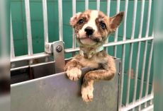 Puppy ‘Defies Physics,’ Climbs Through Slick Feeder To Save His Life