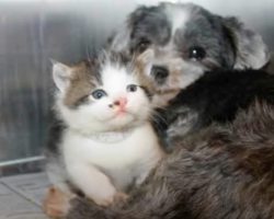 Stray Dog Climbs Down Ravine To Save Crying Kitten That Needed A Mom