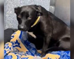 Shelter Dog’s Heartbreak: Returned After Just 3-Days, Zelda Still Dreams of a Forever Home