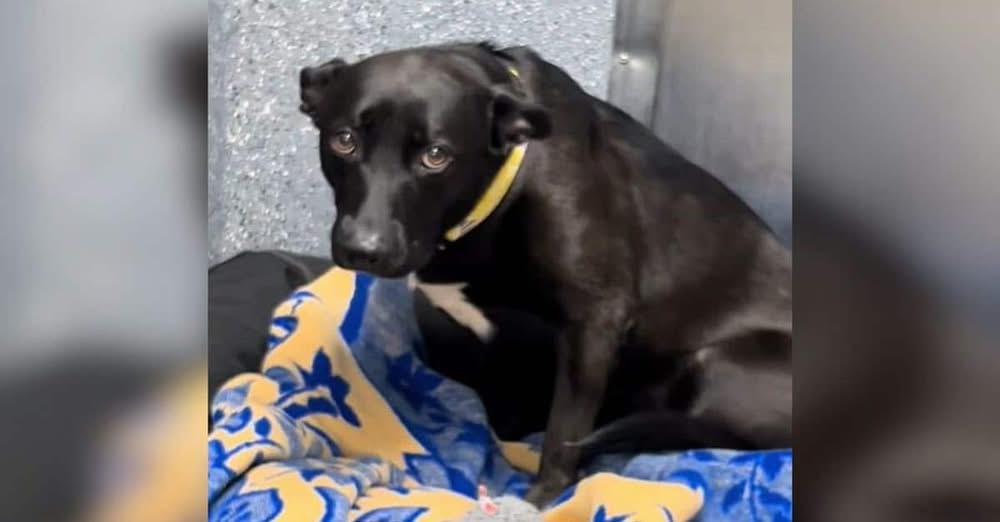 Shelter Dog’s Heartbreak: Returned After Just 3-Days, Zelda Still Dreams of a Forever Home