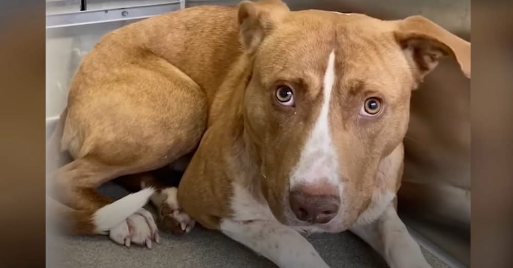 Pup Stayed As Far Away From His Family As He Could, Then They ‘Figured It Out’