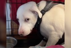 Dog Flinched And Cowered In Kennel, Took 420 Days To Feel Safe