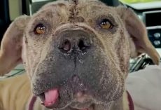 ‘Unsightly’ Dog No One Wants Is Bailed From Shelter But Still Needs Home