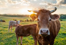 Farmers finds his pasture empty, then stumbles upon all 32 of his cows dead in a pile