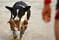 Dog Leaps Into River, Emerges With Puppy Swept Away By Current