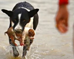Dog Leaps Into River, Emerges With Puppy Swept Away By Current
