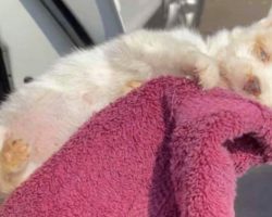 Woman Cradles Newborn Pup Dying On Hot Pavement, Praying ‘Love Sparks Life’