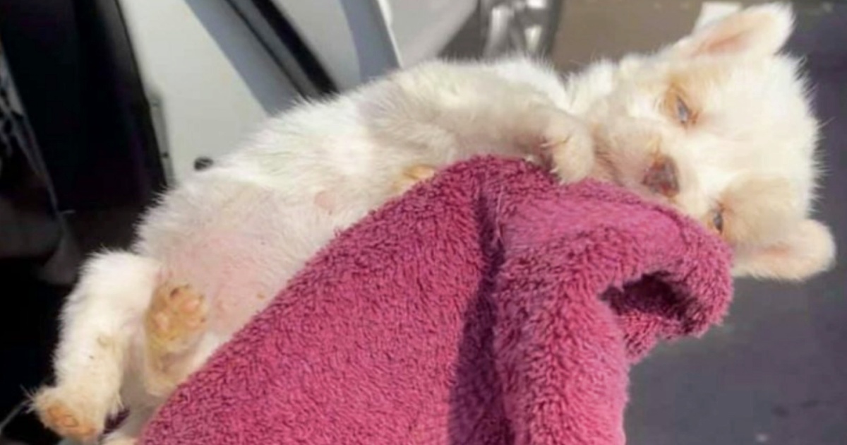 Woman Cradles Newborn Pup Dying On Hot Pavement, Praying ‘Love Sparks Life’
