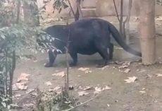 Zoo slammed for overfeeding animals after obese creature shocks visitors