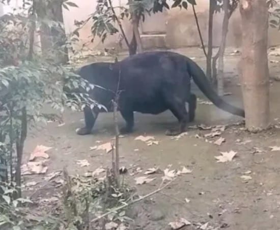 Zoo slammed for overfeeding animals after obese creature shocks visitors