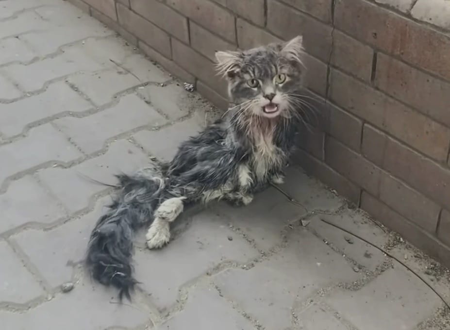 Paralyzed cat left to fend for herself on the streets