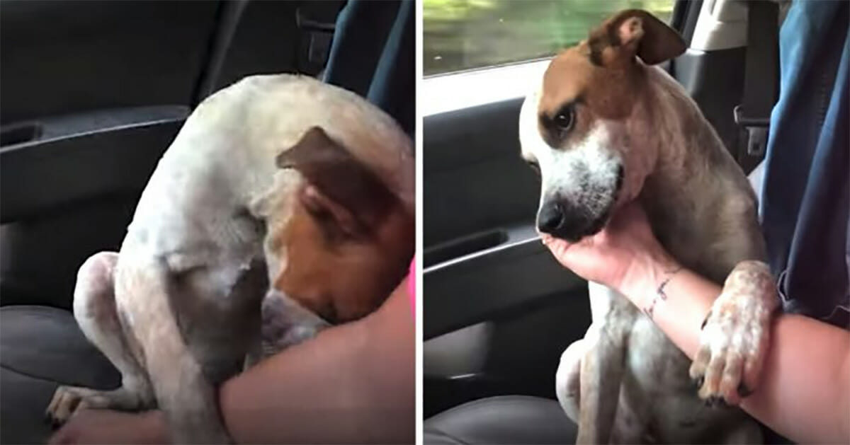 Puppy freed from unhappy life in chains, makes rescuer cry when he thanks her