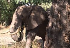 Calm elephant approaches vets’ truck – when they look closely they realize the grave danger
