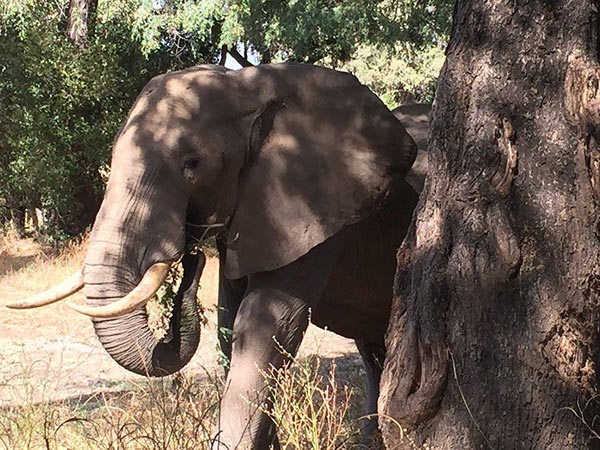 Calm elephant approaches vets’ truck – when they look closely they realize the grave danger