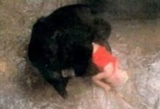 The story of Binti Jua: The gorilla who stunned the world
